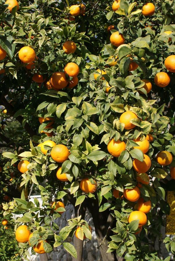 Three Oranges Leilighet Trsteno Eksteriør bilde